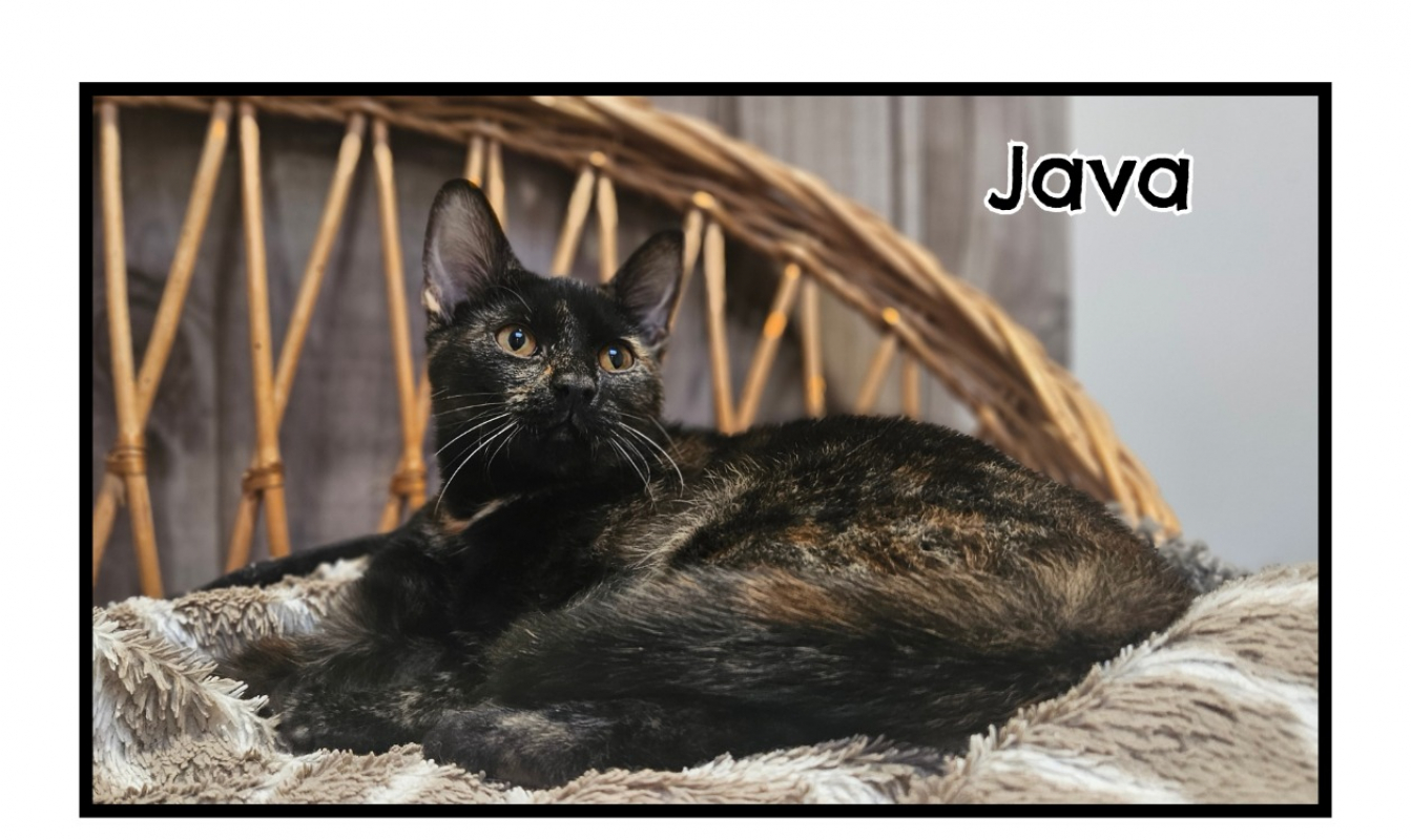 Photo de Java