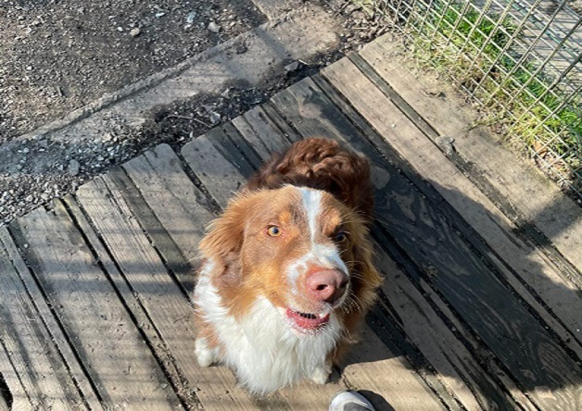 Vasco - Chien à adopter