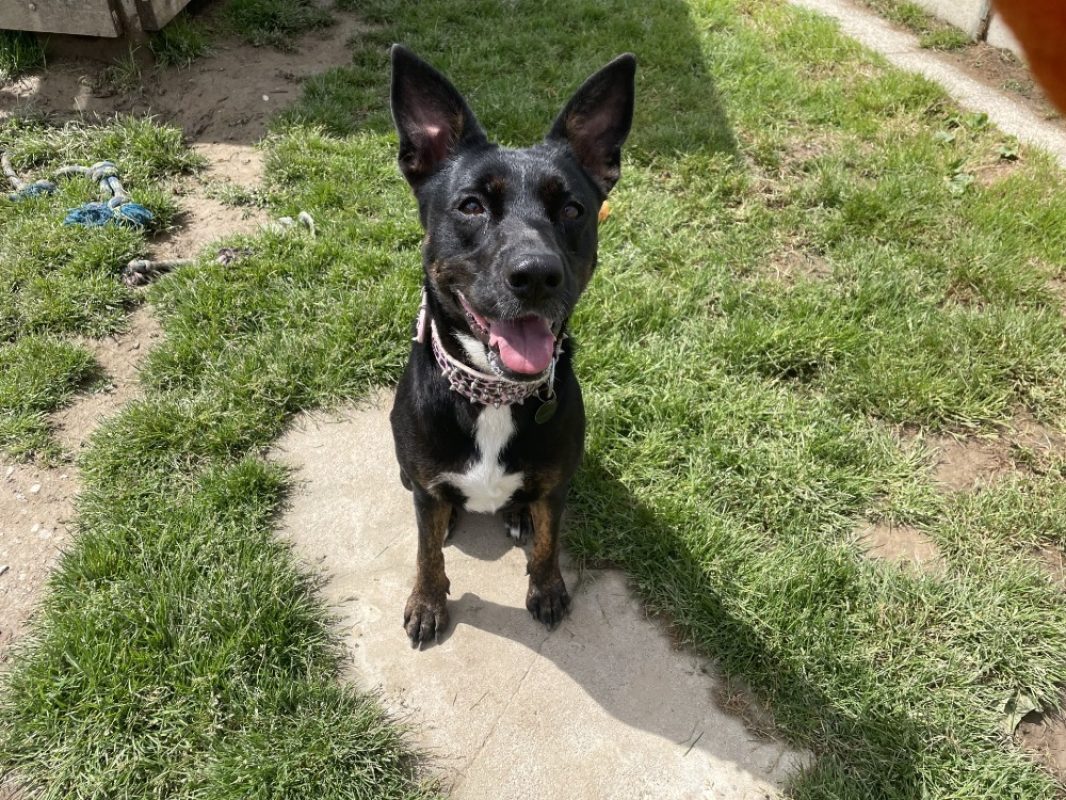 Xena a trouve sa famille - Chien à adopter - photo 2