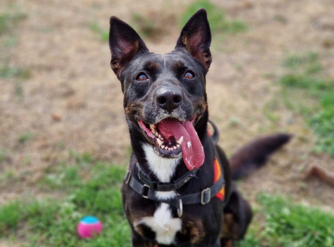 Xena a trouve sa famille - Chien à adopter - photo 5