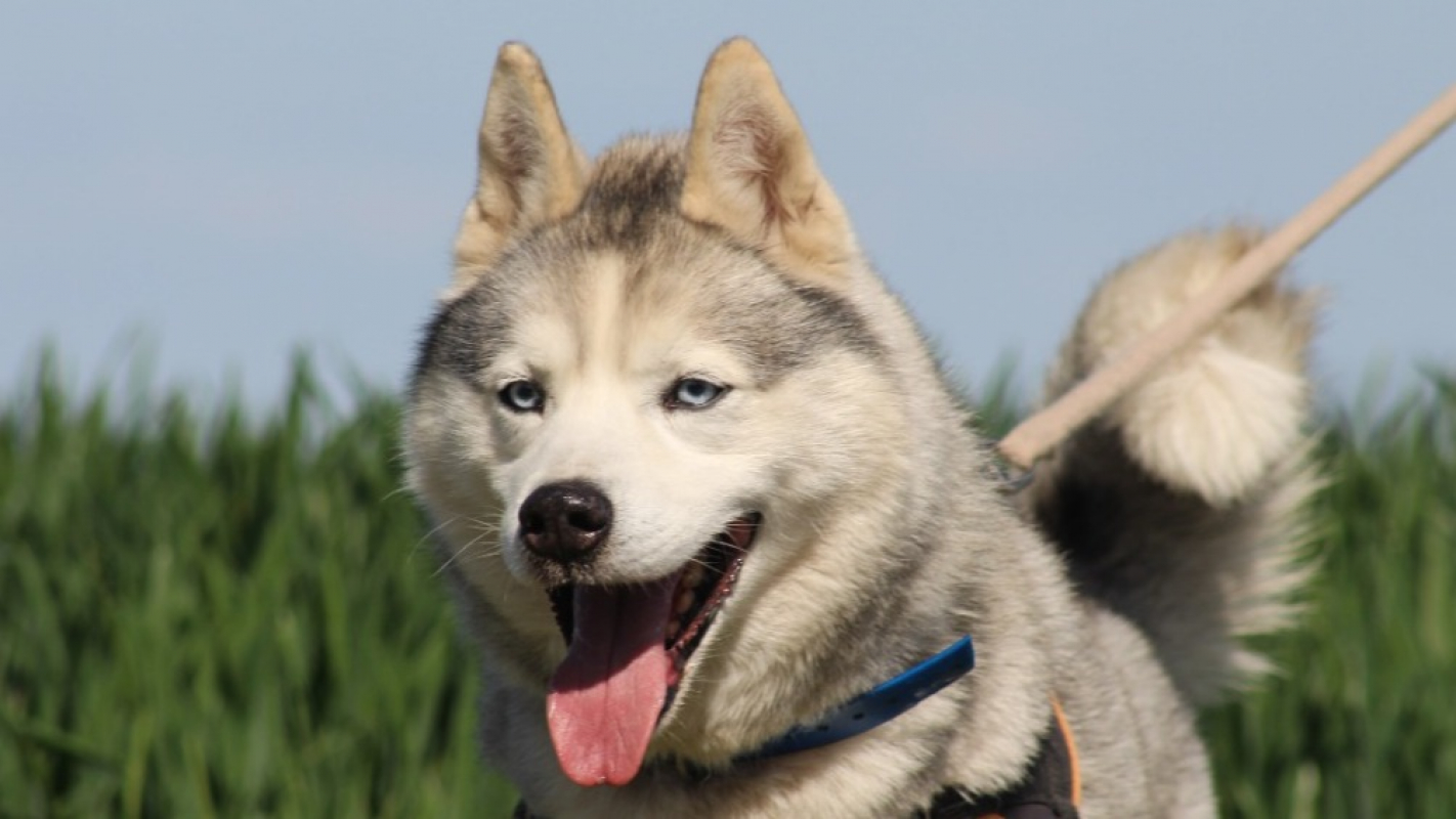 Photo #6 de Lucky