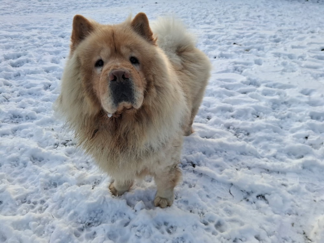 Photo #1 de Pumba