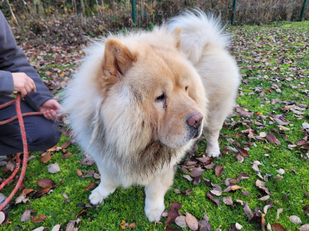 Photo #2 de Pumba