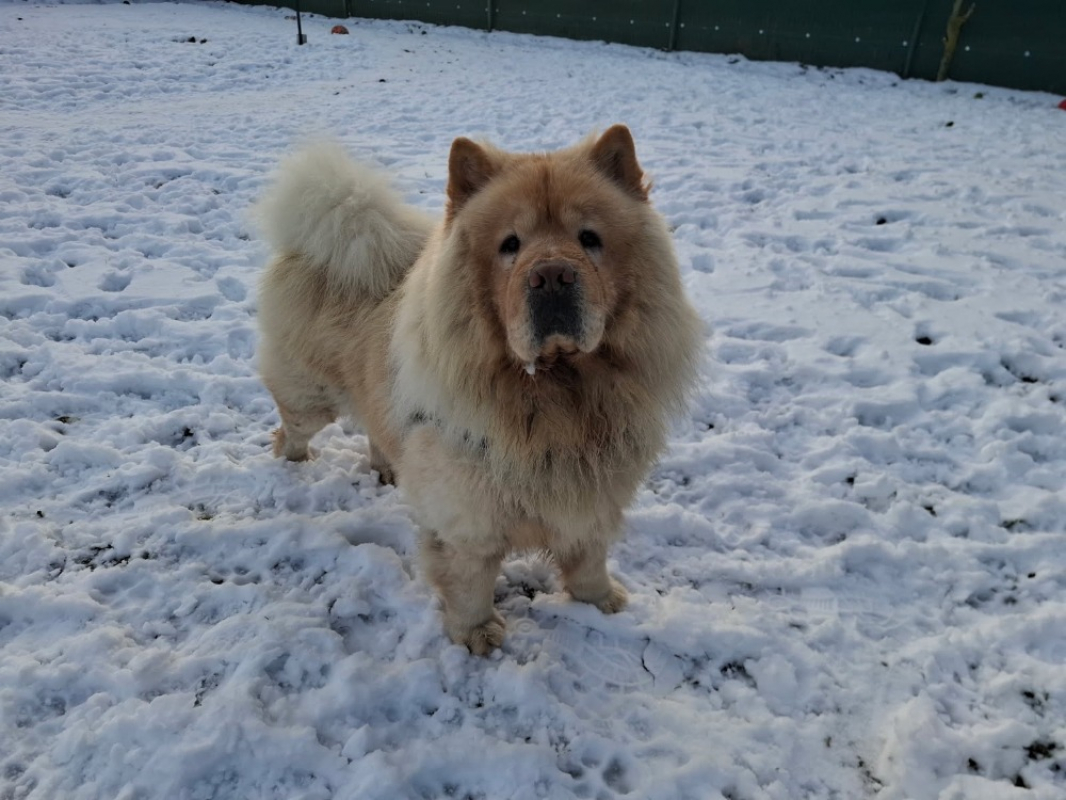 Photo #4 de Pumba