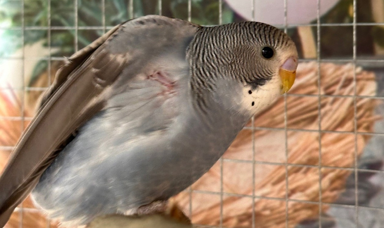 Photo de Piou
