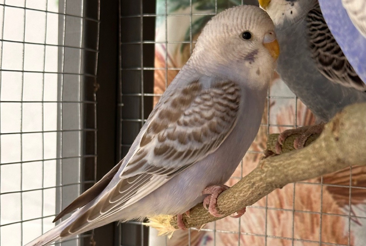 Photo de Piou