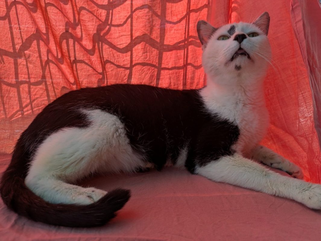 Parx - Chat Européen à adopter