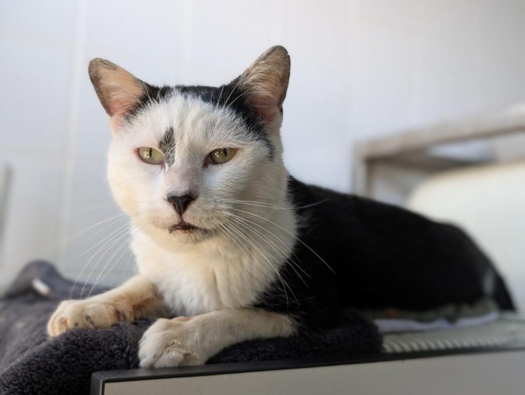Parx - Chat Européen à adopter - photo 2