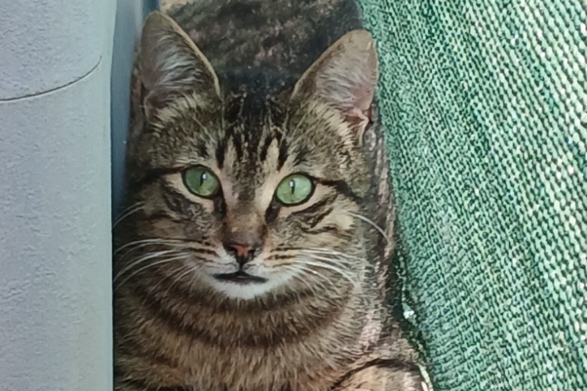 Hornest - Chat Européen à adopter