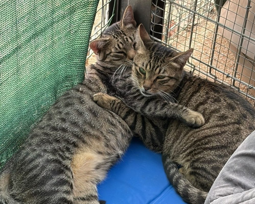 Hornest - Chat Européen à adopter