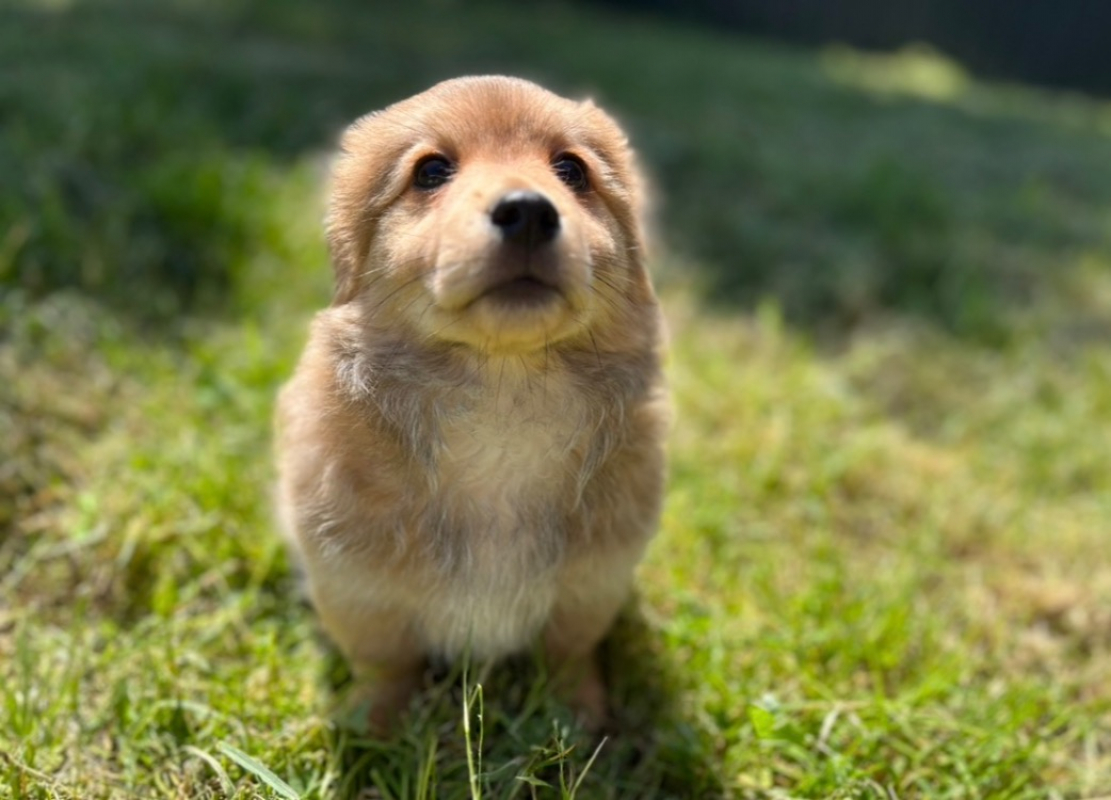 Photo de Banjo