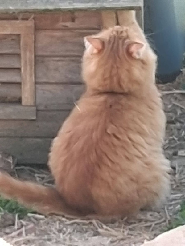 Photo #2 de Garfield