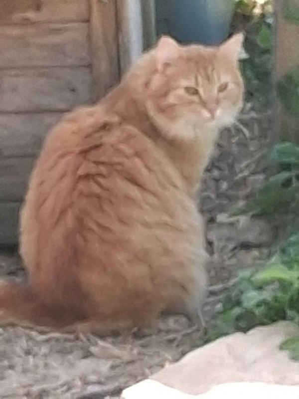 Photo #3 de Garfield