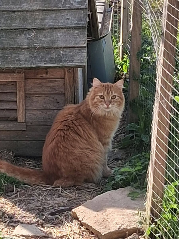 Photo #1 de Garfield