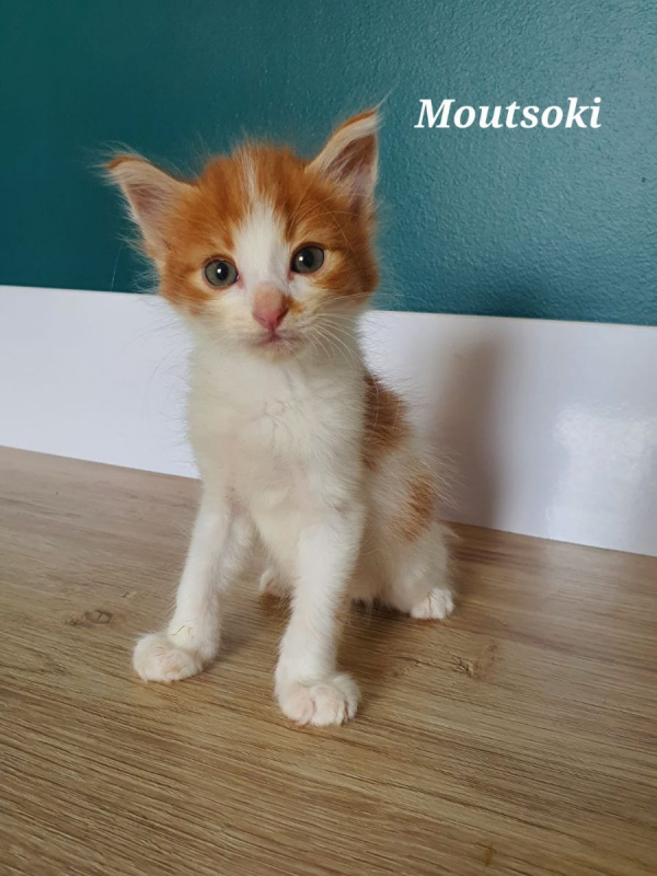 Photo #1 de Moutsoki