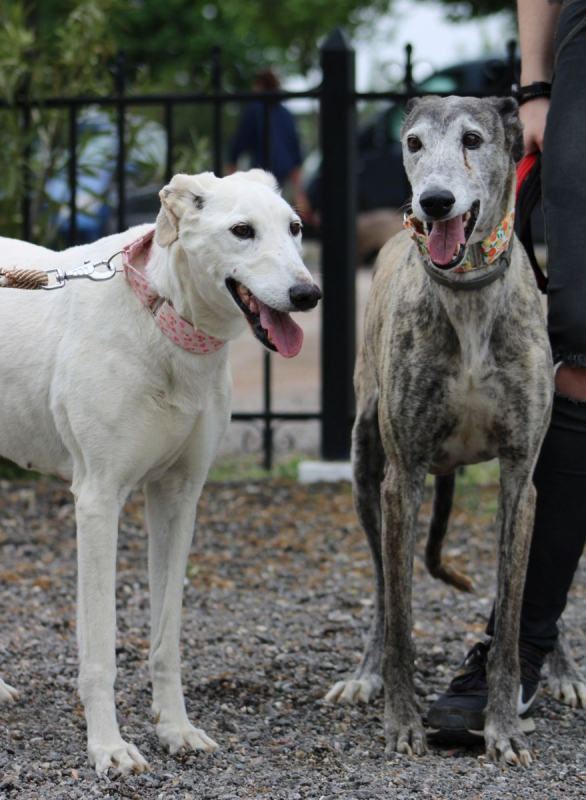 Photo #3 de Dalila et Brava