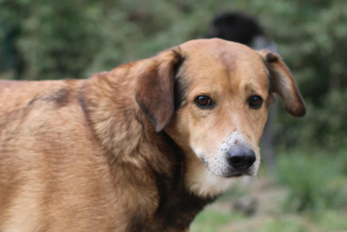 Photo #3 de Mocco