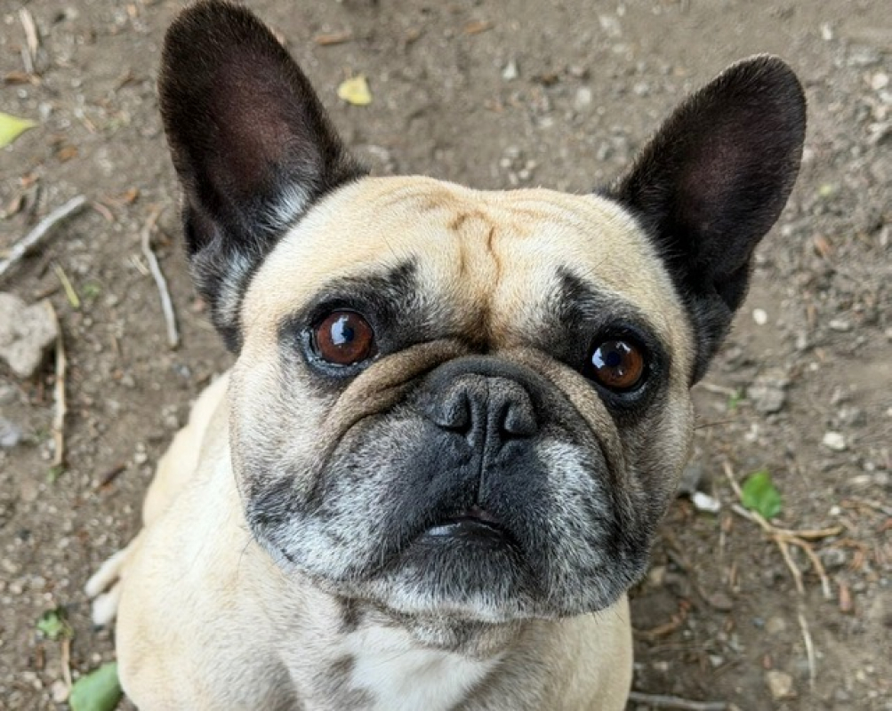 Photo #1 de Paco