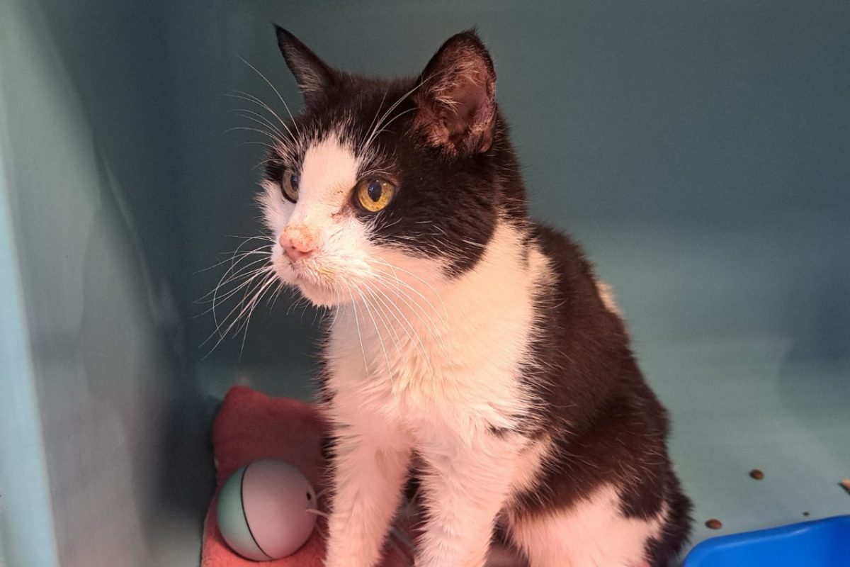 Eliott - Chat Européen à adopter