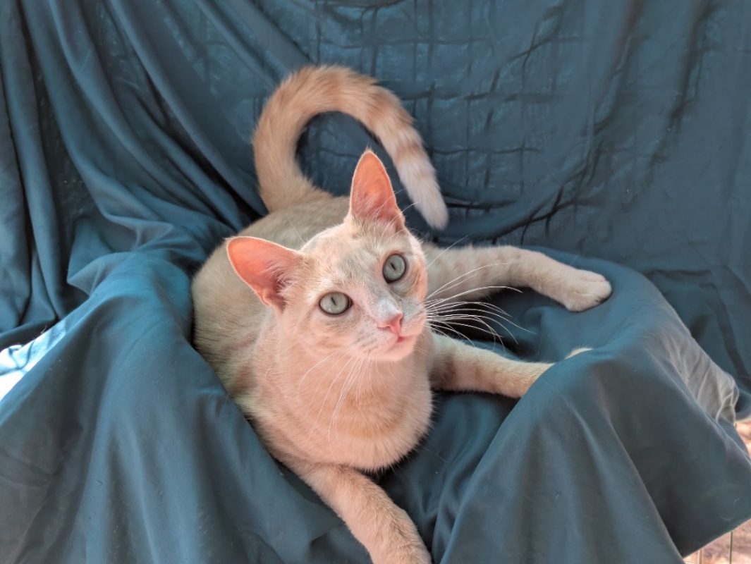 Xaviere - Chat Européen à adopter