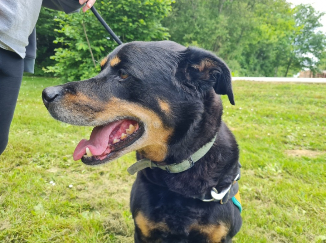 Photo #2 de Marley