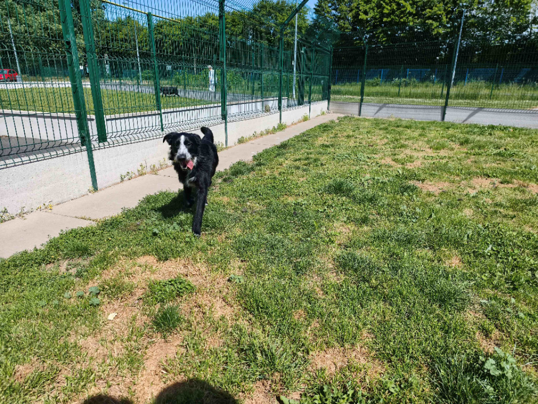 Photo #3 de Astro
