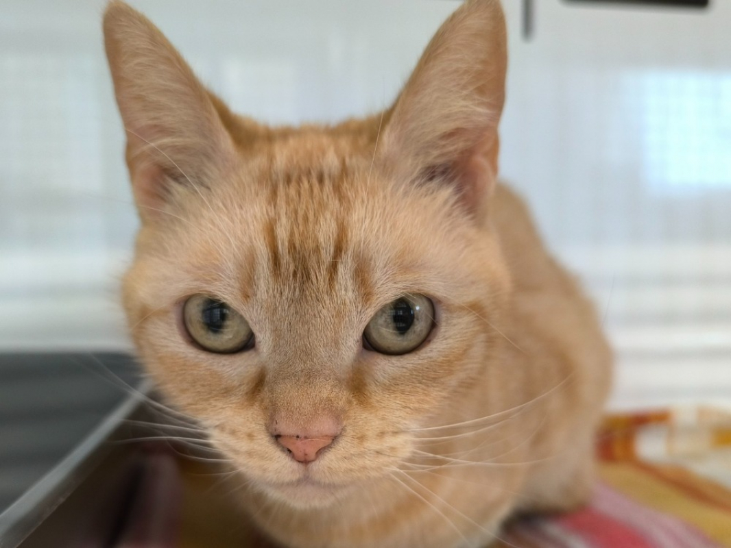 Photo de Minette