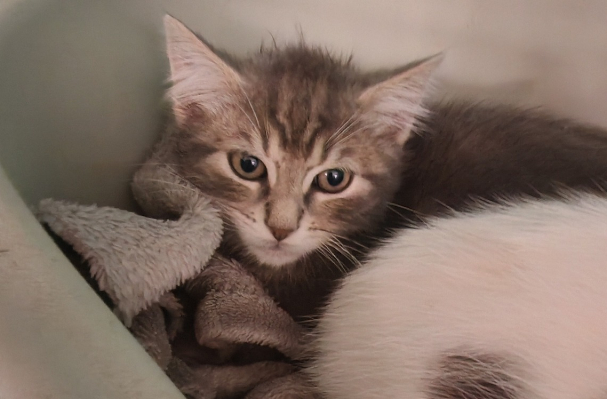 Photo de Fauve de nuit