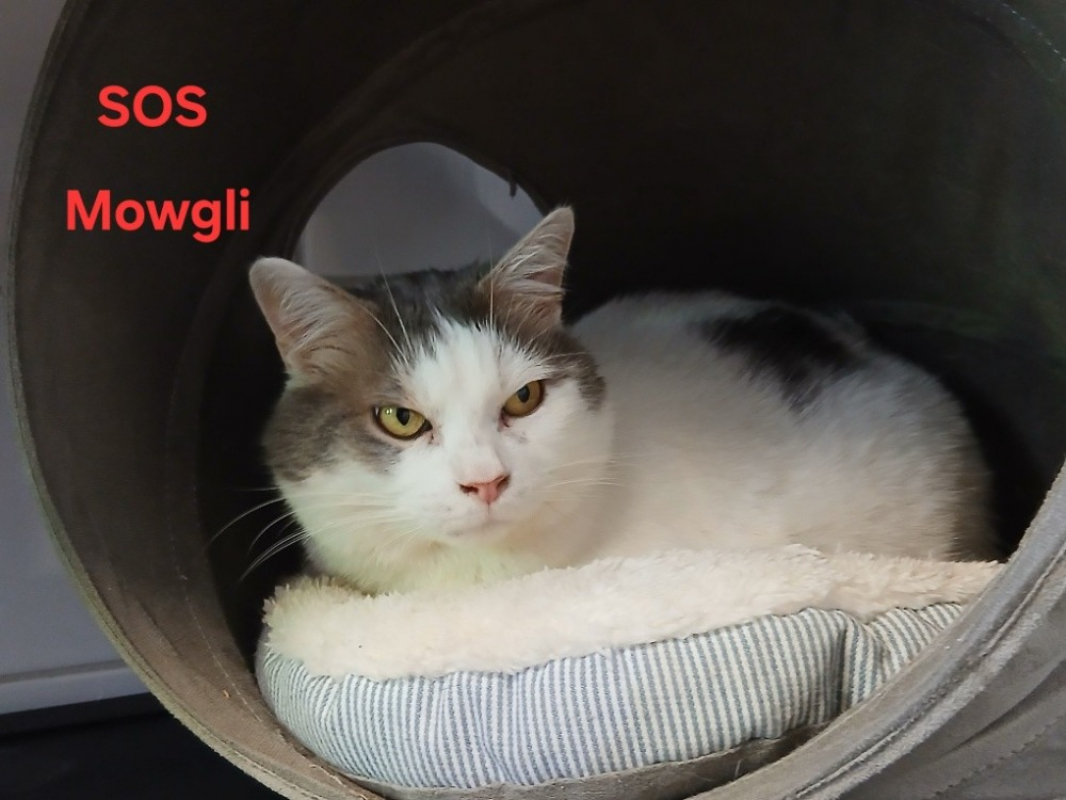 Photo #1 de Mowgli