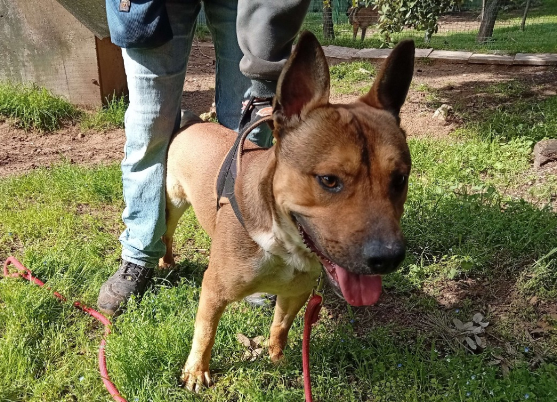 Photo #2 de Dasti