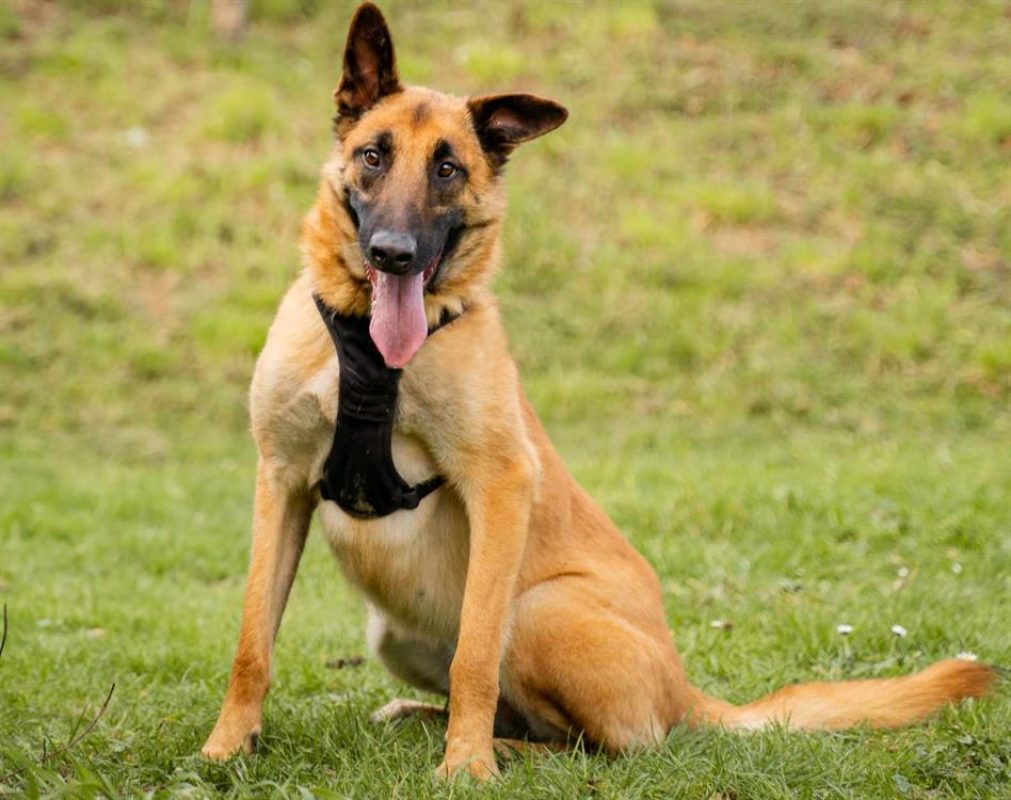 Haru - Chien Berger Belge Malinois à adopter
