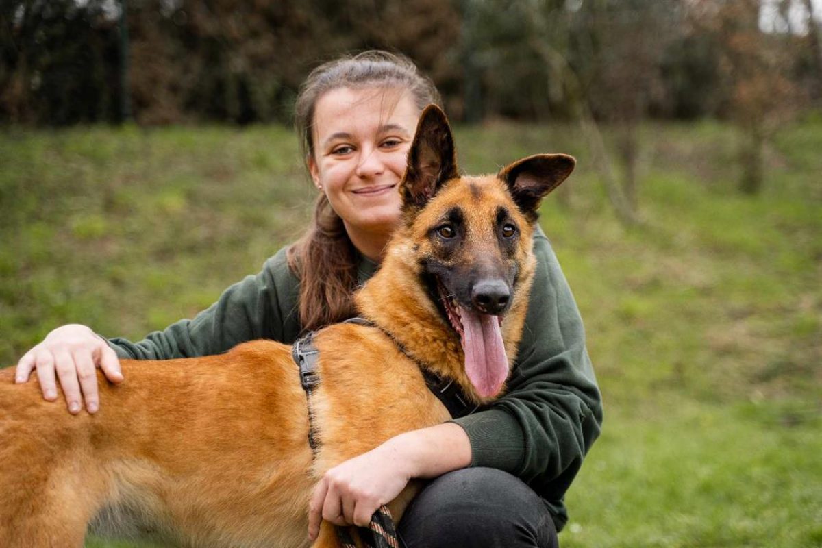 Haru - Chien Berger Belge Malinois à adopter - photo 2