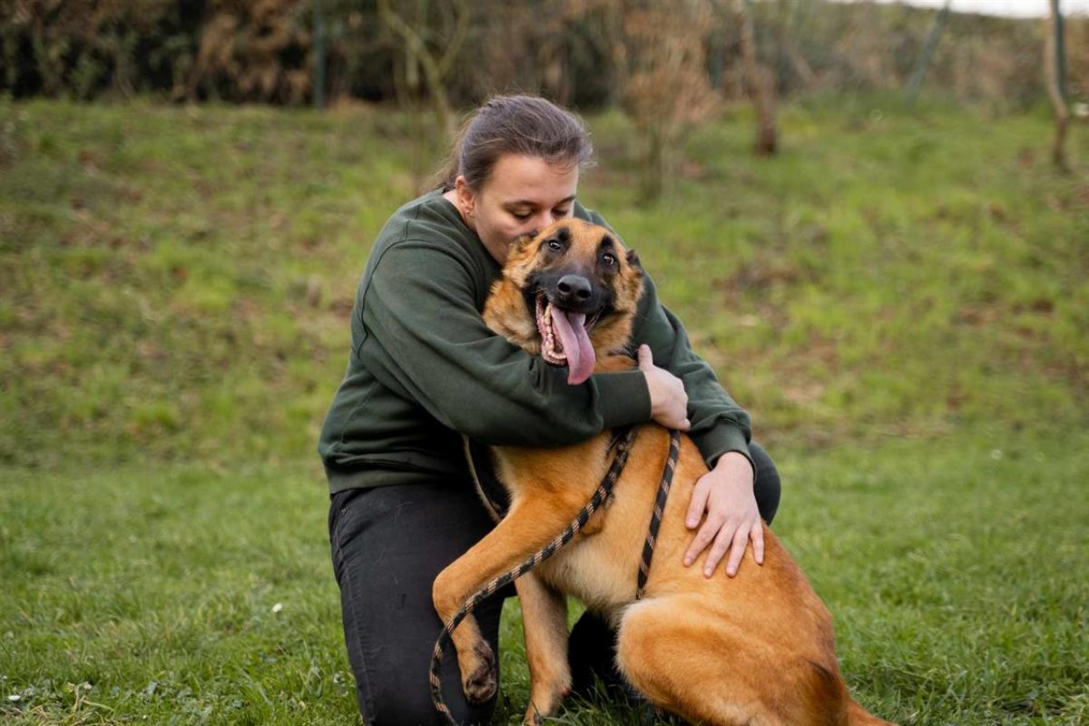 Haru - Chien Berger Belge Malinois à adopter - photo 3