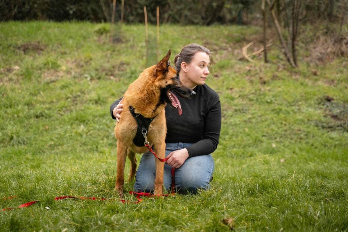 Haru - Chien Berger Belge Malinois à adopter - photo 4