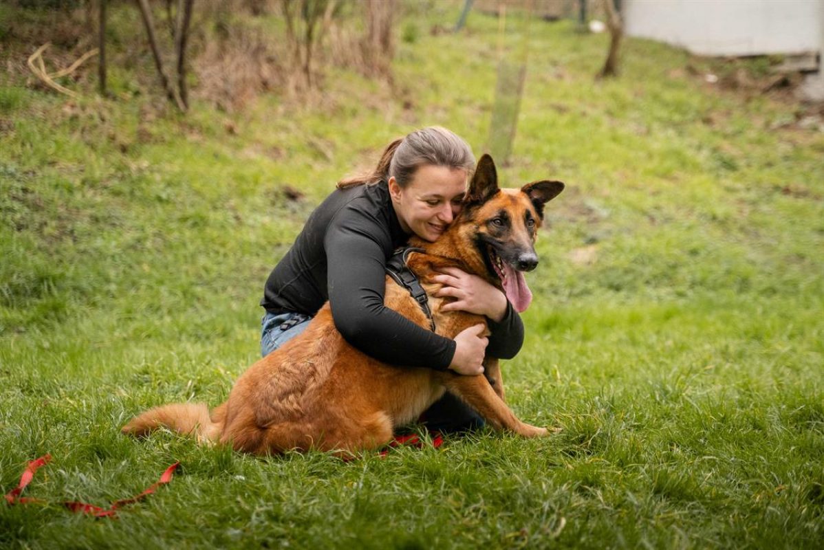Haru - Chien Berger Belge Malinois à adopter - photo 5