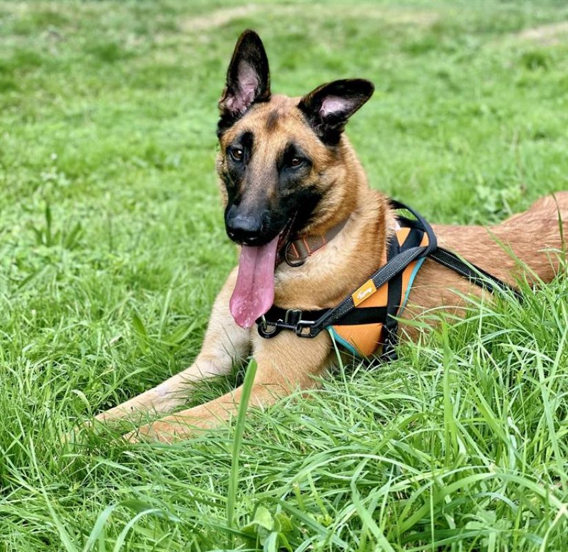 Haru - Chien Berger Belge Malinois à adopter - photo 6