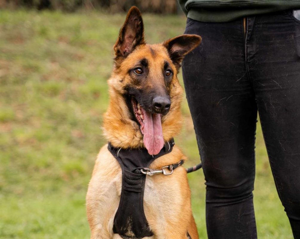 Haru - Chien Berger Belge Malinois à adopter - photo 7