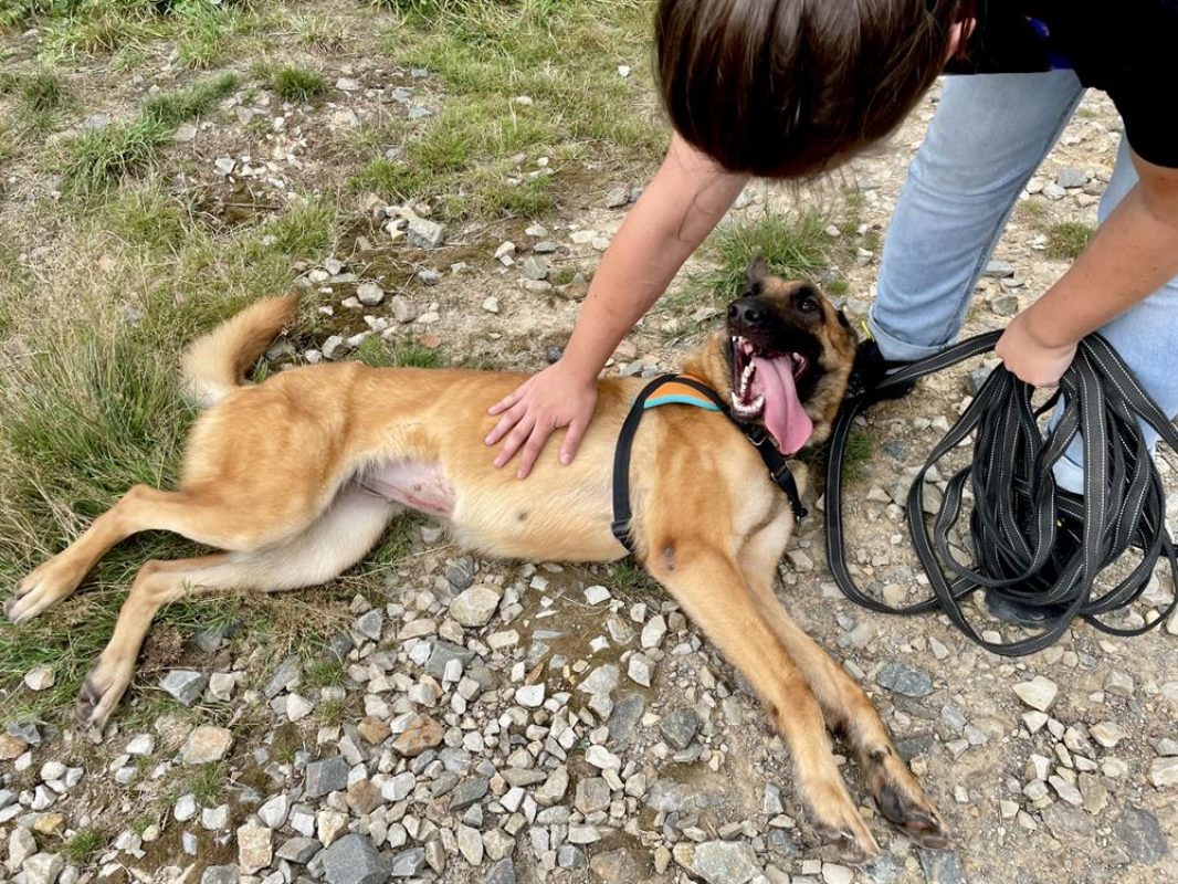 Haru - Chien Berger Belge Malinois à adopter - photo 8