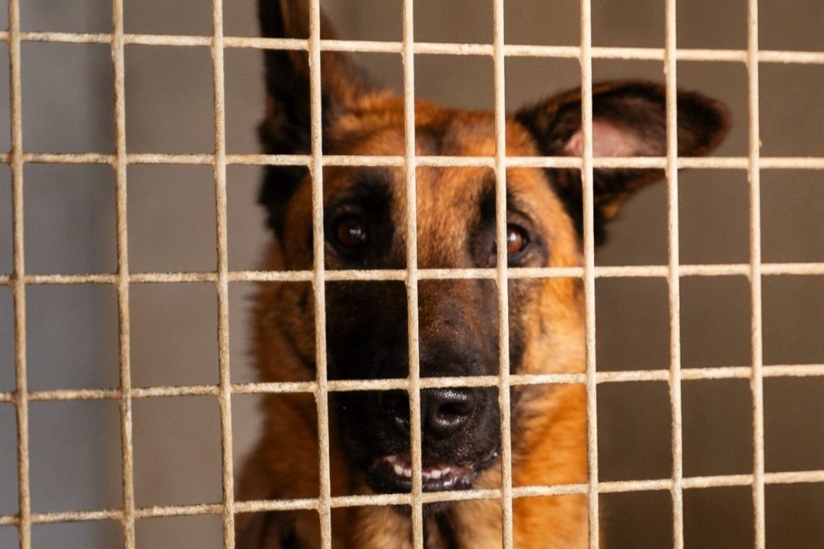 Haru - Chien Berger Belge Malinois à adopter - photo 9