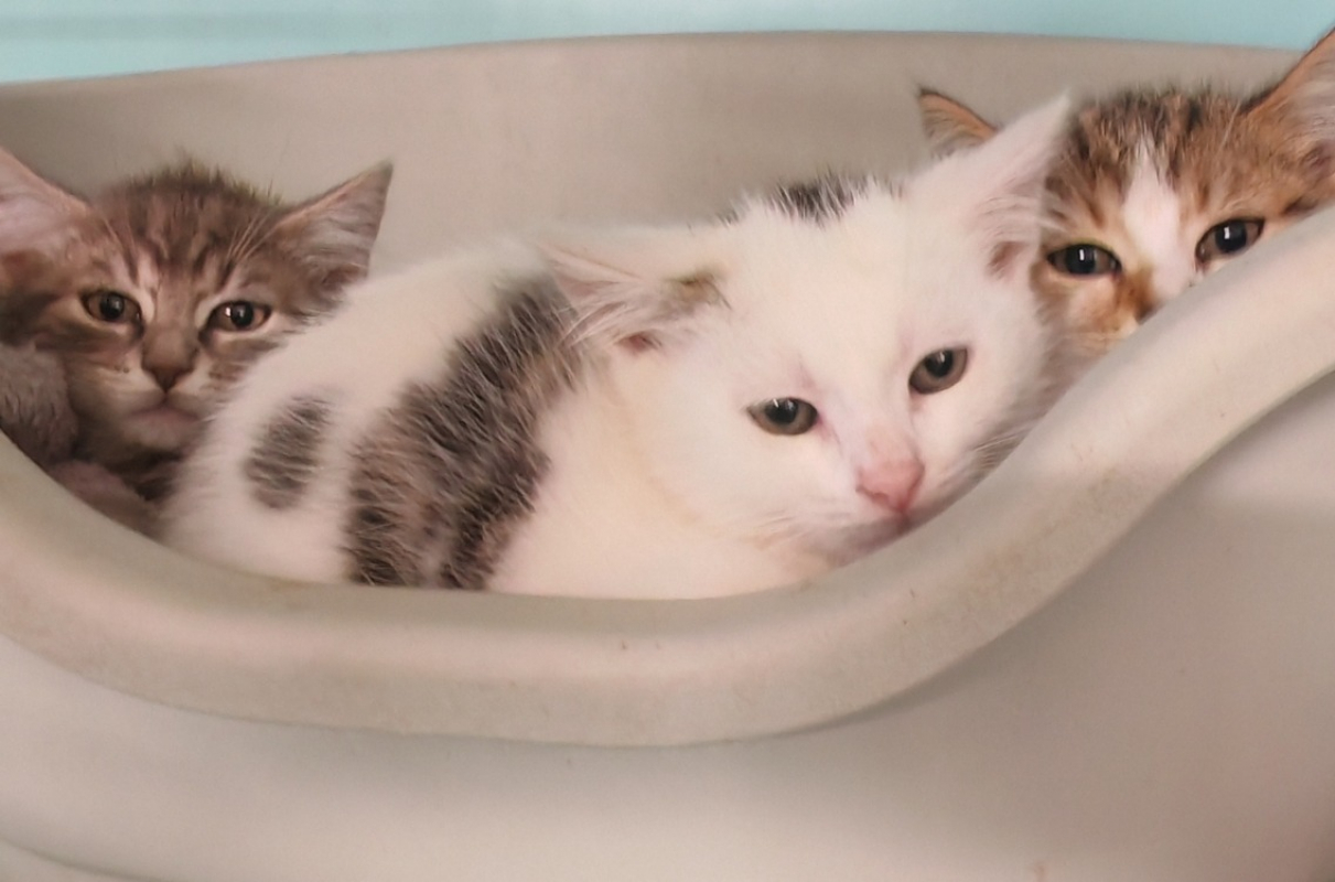 Photo de Maximo roro