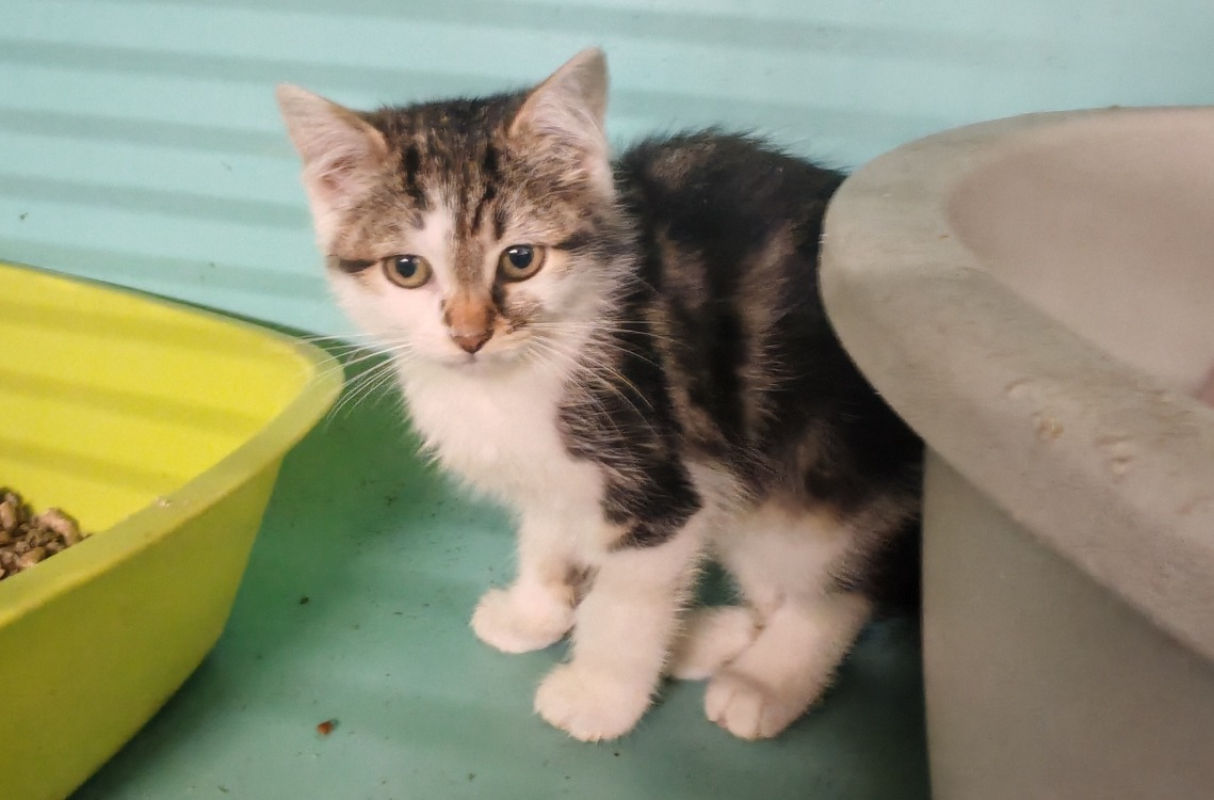 Photo de Carmen fuego