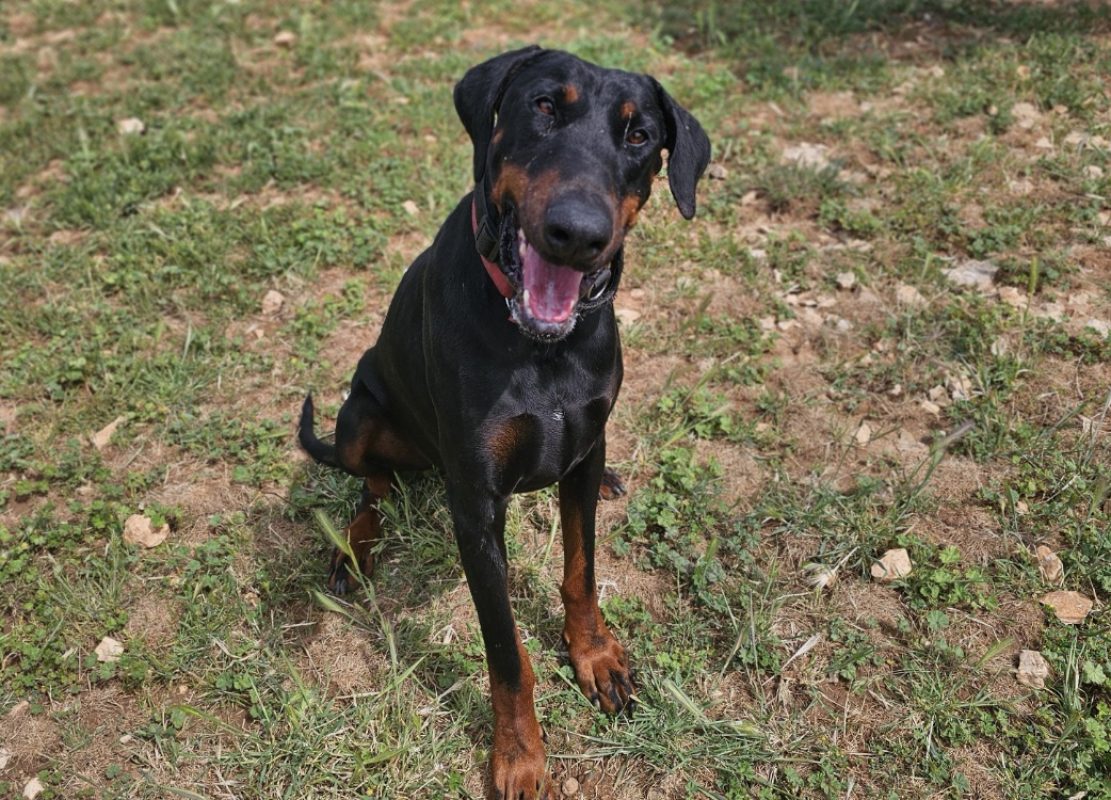 Syrius - Chien Dobermann à adopter
