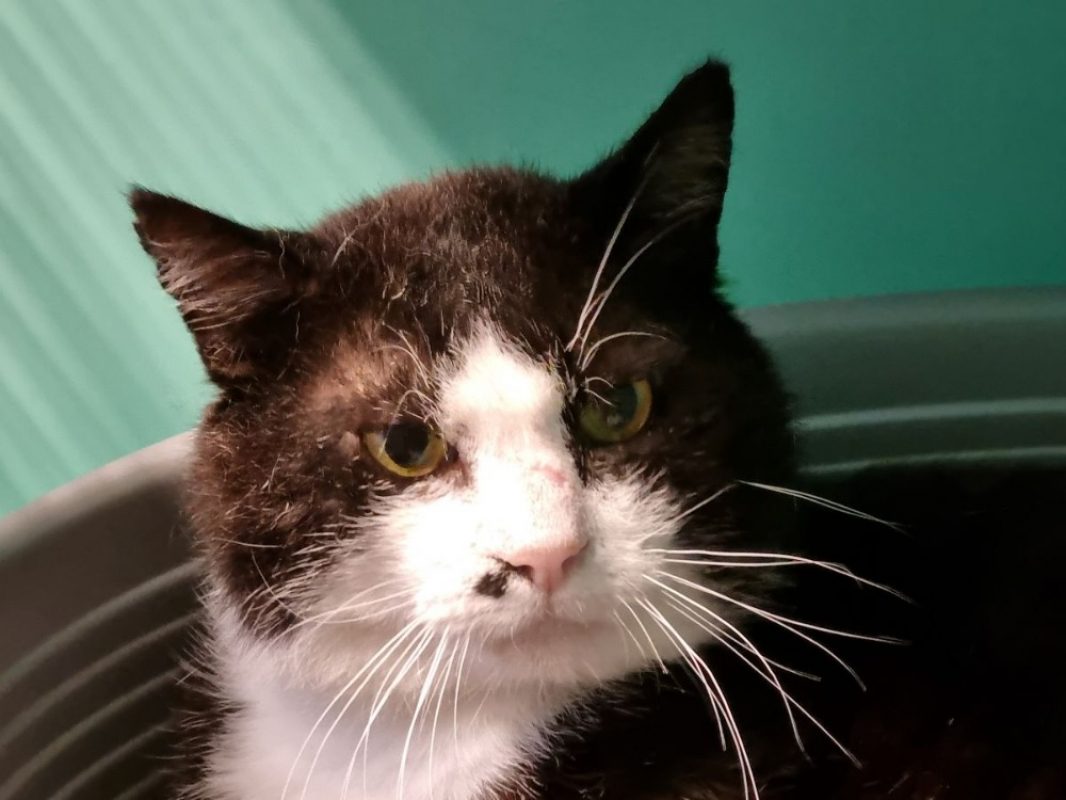 Billig - Chat à adopter