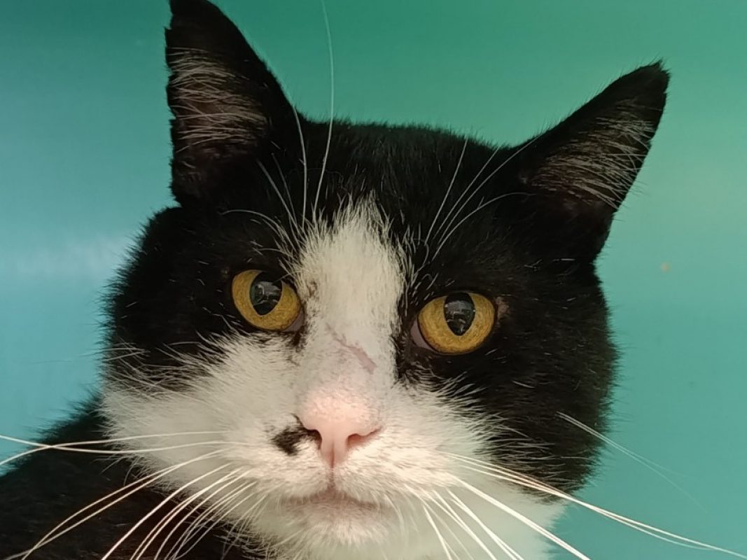Billig - Chat à adopter