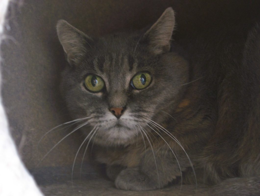 Maléfique - Chat Européen à adopter