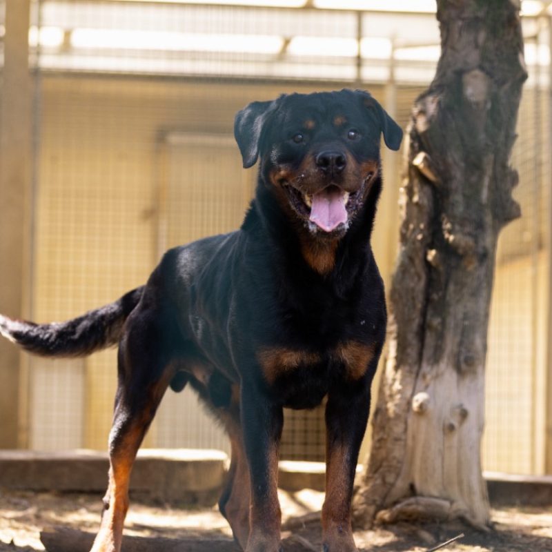 Preston - Chien Rottweiler à adopter