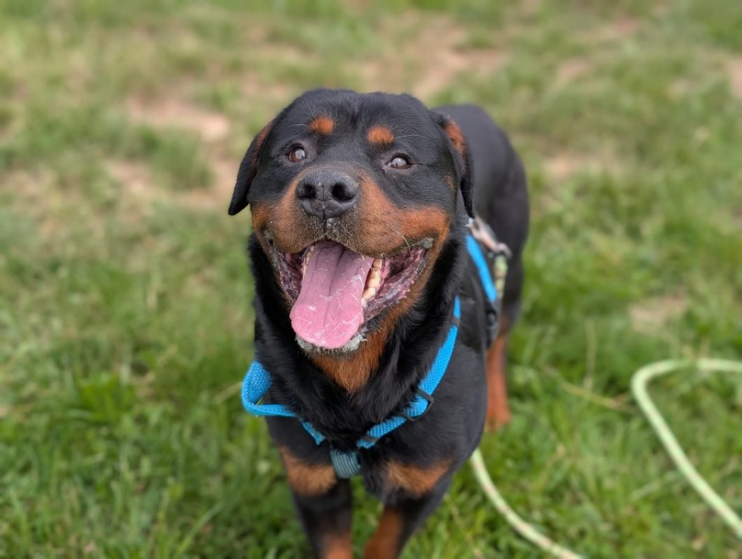 Preston - Chien Rottweiler à adopter - photo 2