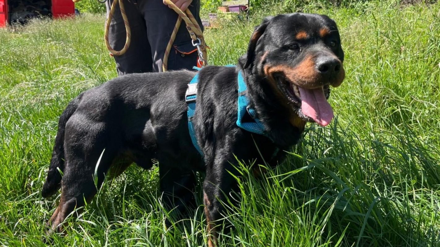 Preston - Chien Rottweiler à adopter - photo 3