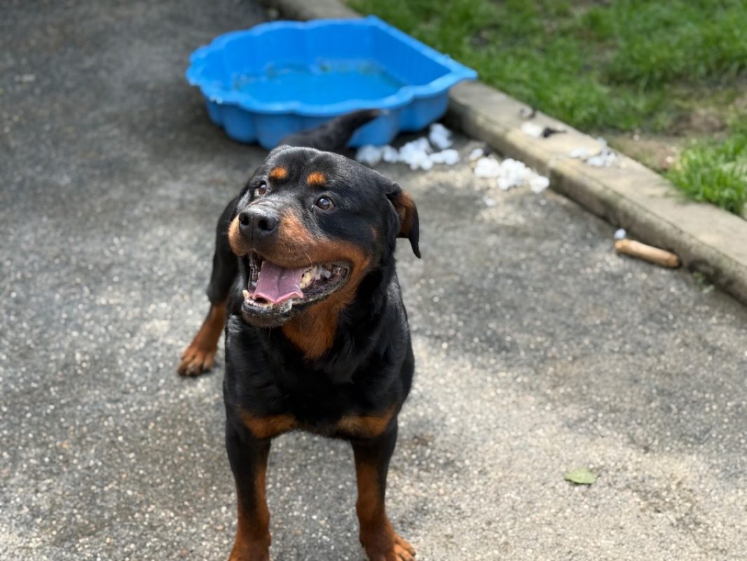 Preston - Chien Rottweiler à adopter - photo 4