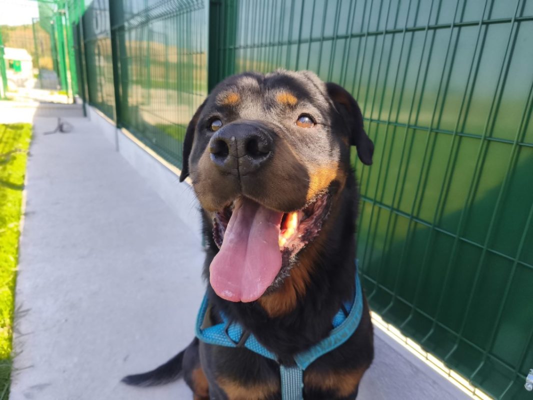 Preston - Chien Rottweiler à adopter